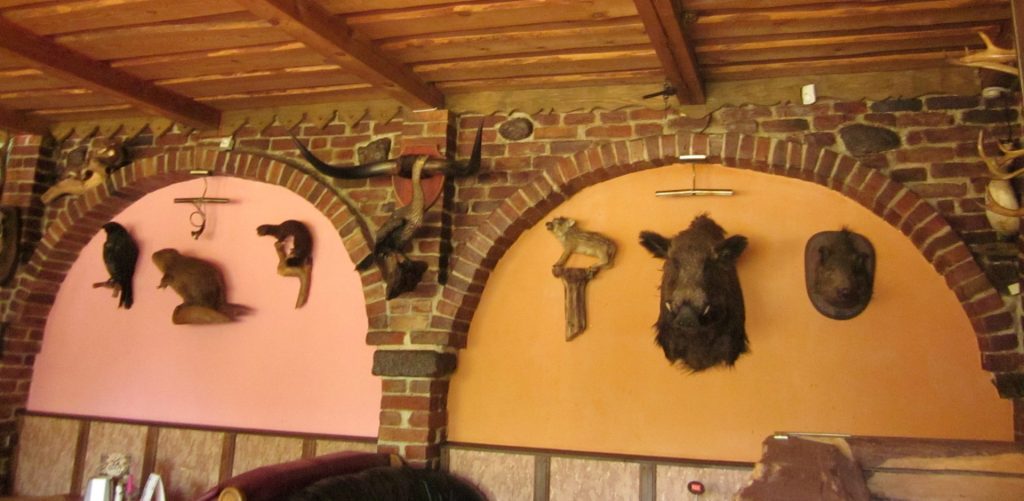 medvegalis klaipeda 1