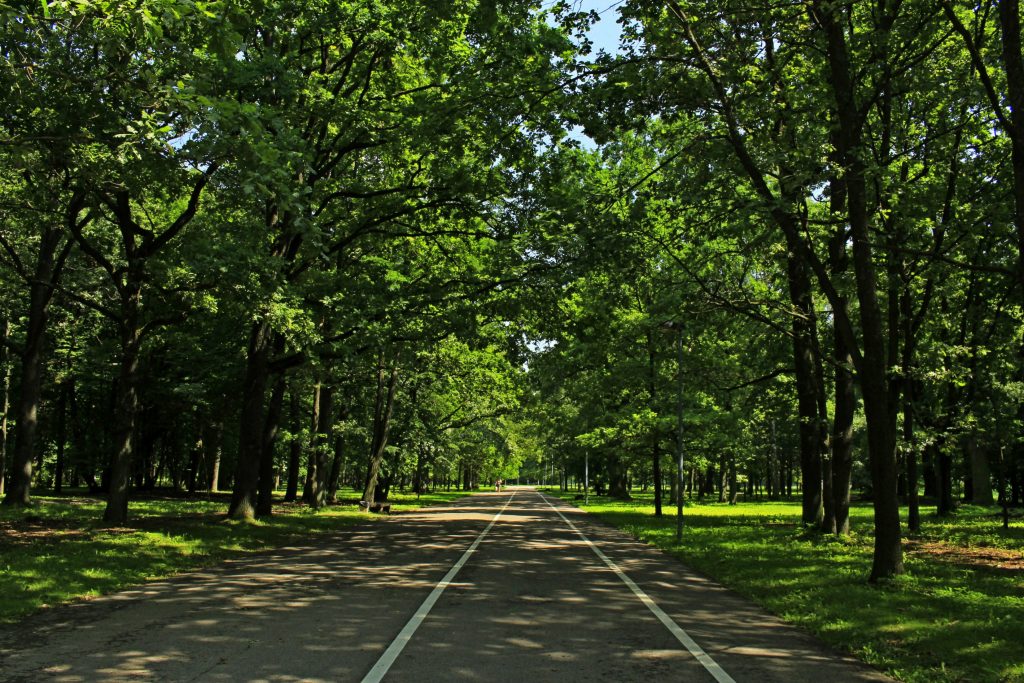 Ąžuolynas / Wikipedia nuotr. / Parkai Kaune